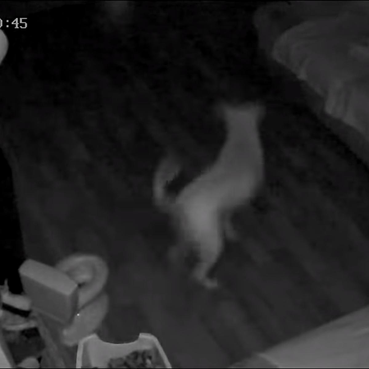Hombre revisa la cámara de seguridad y queda en shock al ver lo que hace su  perro de madrugada, VIRALES