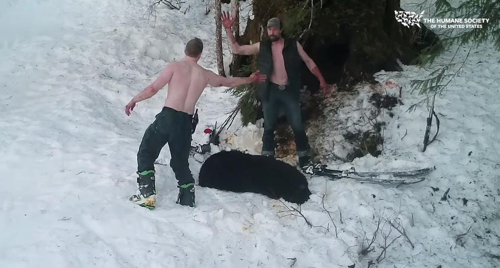 Alaska: Padre e hijo asesinan a familia de osos pese a estar prohibida su caza. (The Humane Society of the United States)