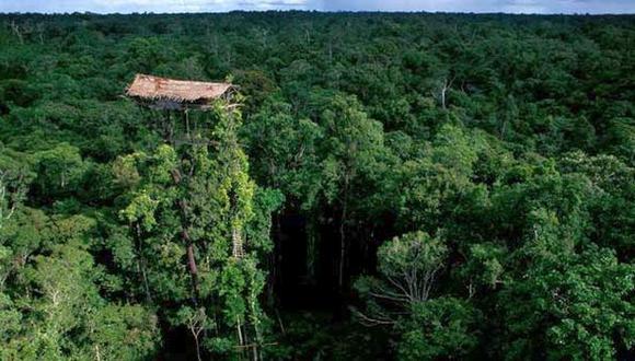 La pérdida de biodiversidad en los trópicos llegó al 60%. (Internet)