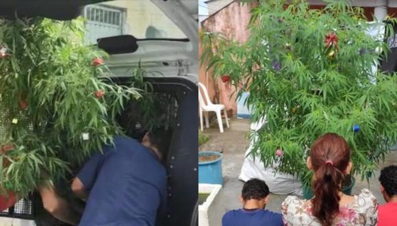 Hombre detenido por tener un árbol de navidad de cannabis: “Quería alegrar a mi familia”