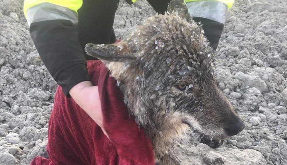 Trabajadores rescataron a un perro de un lago congelado y en el veterinario descubrieron que es un lobo. (Facebook / Eestimaa Loomakaitse Liit)