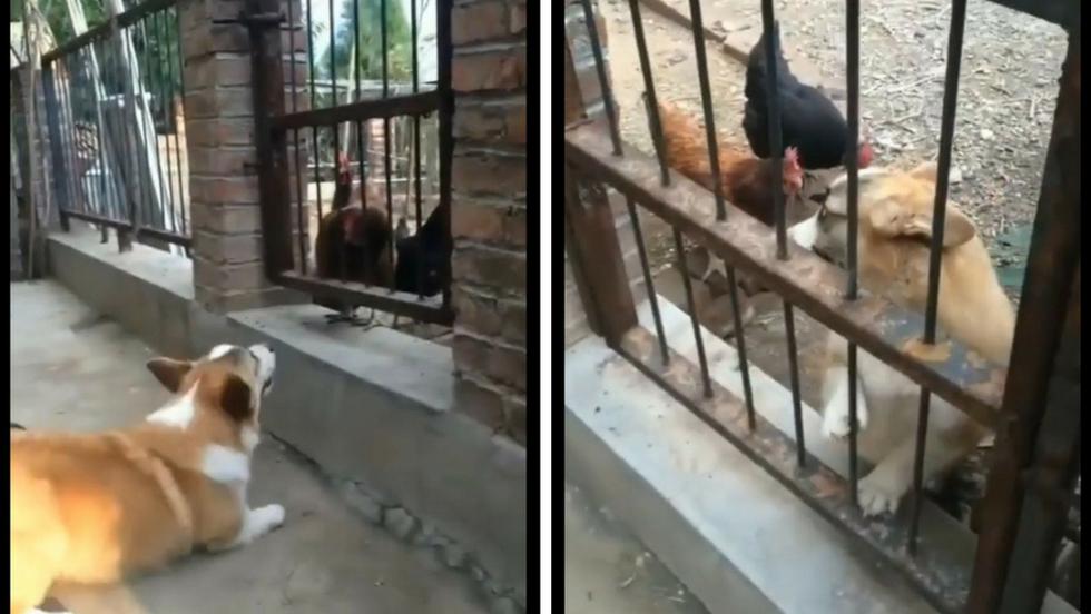 Un video ha hecho reír a miles de usuarios de Instagram. En este, un perro terminó acobardado ante unas gallinas a las que previamente había ladrado sin parar. (Captura)