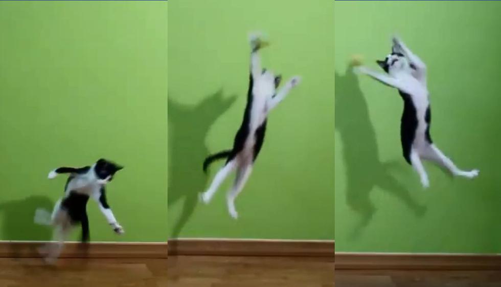 Un usuario de Facebook editó un divertido video del juego con su mascota en casa. La apodó "Catsillas" y se volvió viral. (Foto: captura)