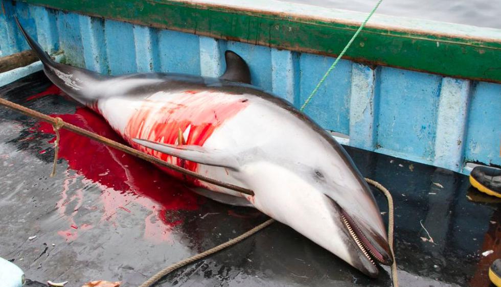 Su carne y su grasa los ha convertido en blanco de los pescadores artesanales, quienes cada año capturan y matan a unos 15 mil delfines para convertirlos en carnada y así capturar tiburones. (ONG Mundo Azul)