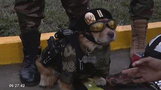 Parada Militar: conoce a ‘Chato’, el policía canino cuyo look ha causado sensación | VIDEO