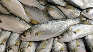 Establecen temporada de pesca de lorna desde mayo hasta marzo del 2020