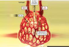 La bioimpresión de órganos en 3D consigue transmitir flujos corporales