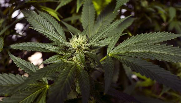 Aunque algunos municipios de Ohio han despenalizado la posesión de marihuana, sigue siendo ilegal hacerlo a nivel estatal. (Foto referencial: AP)