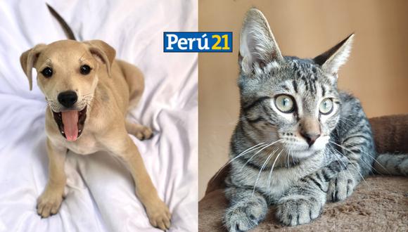 Fundación Rayito y Súper Pet se unen para realizar una jornada de adopción, con la finalidad de conseguir familias para cachorritos rescatados. (Fotos: Difusión)