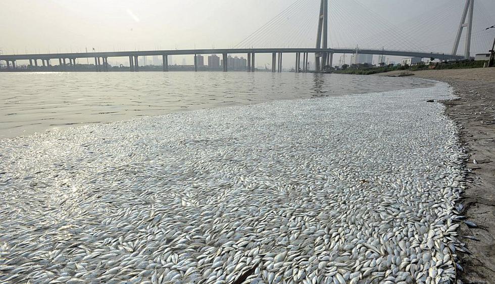 Tianjin: Aparecen millones de peces muertos cerca del lugar de la explosión. (Reuters)