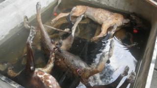 Hallan perros muertos en laboratorio de universidad en Piura