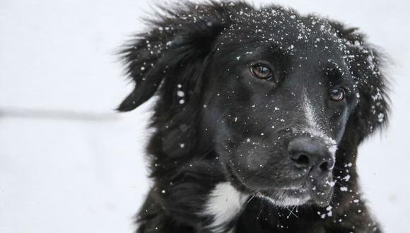 Un perro fue grabado deslizándose alegremente en la nieve y el momento cautivó a los amantes de las mascotas en las redes sociales. (Foto: Pixabay/Referencial)