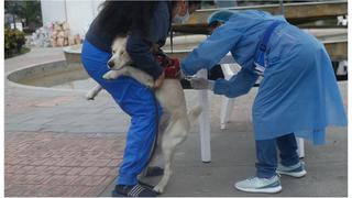Rabia canina en Perú: ¿cuáles son las ocho regiones donde se lanzó la alerta epidemiológica?