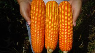 Sale nuevo maíz amarillo duro con alta calidad genética para la Amazonía