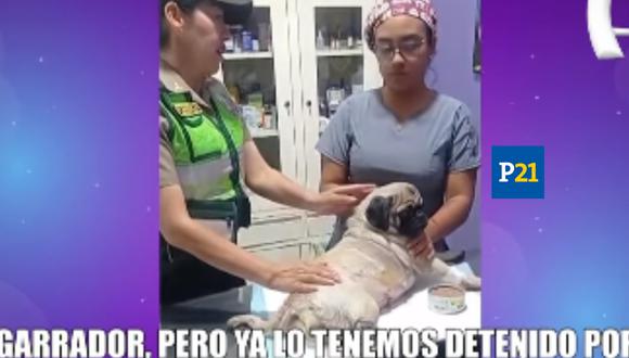 Habló la dueña de la perrita acuchillada por Alonso Santa Cruz. (Foto: Captura Panamericana Televisión)