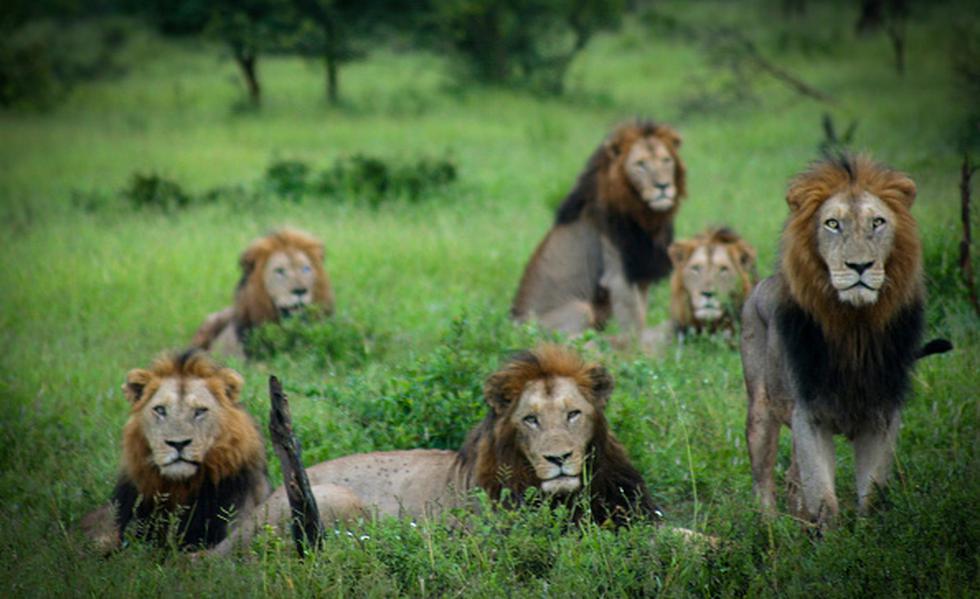 Una manada de leones devoró a un cazador furtivo en una reserva al noreste de Sudáfrica. Los animales tan sólo dejaron la cabeza y algunos restos de carne, mientras que el resto del cuerpo fue ingerido. (Getty)