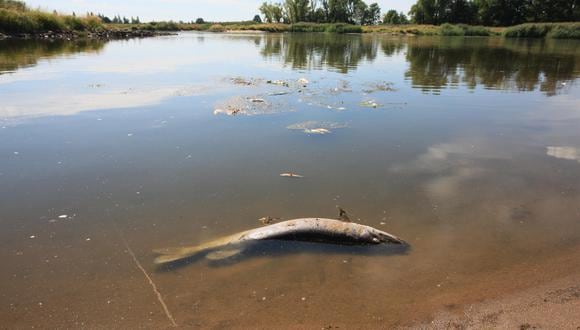 Peces muertos en el río Oder en el pueblo de Cigacice, al oeste de Polonia, el 11 de agosto de 2022. La Inspección de Protección Ambiental de Polonia notificó al fiscal de un desastre ecológico que afectó al segundo río más largo de Polonia, el Oder. (Foto: EFE/EPA/LECH MUSZYNSKI)