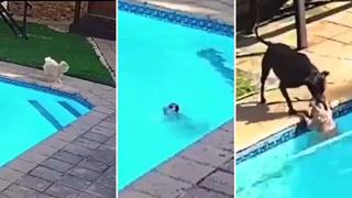 Cachorro es salvado de ahogarse en piscina 