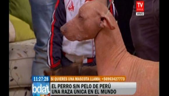 Perro sin pelo peruano ganó concurso y fue presentado en la televisión de Chile. (Captura)