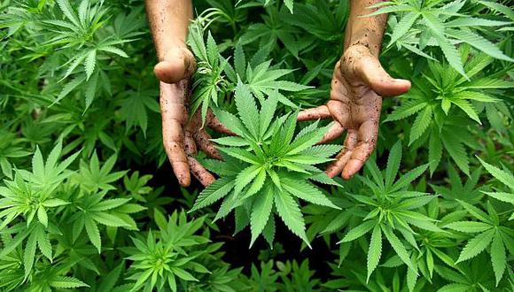 Gobierno pide aprobar la importación, venta y uso de la marihuana con fines medicinales. (Difusión)