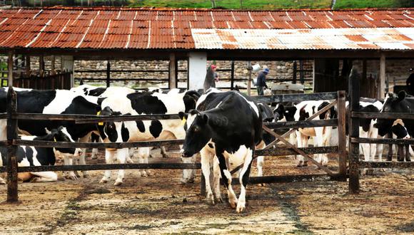 Cajamarca: INIA desarrolla nueva avena forrajera para mejorar crianza y producción de leche de ganado vacuno. (Foto: Archivo GEC)