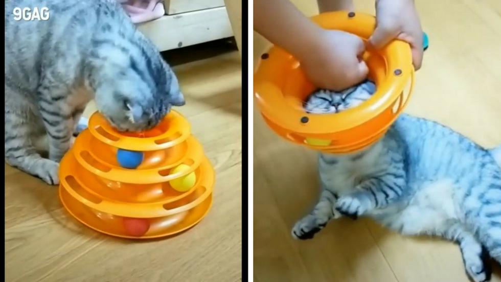 Un gatito quedó con la cabeza atrapada en un juguete. El video del hecho se hizo viral en Instagram. (Captura)