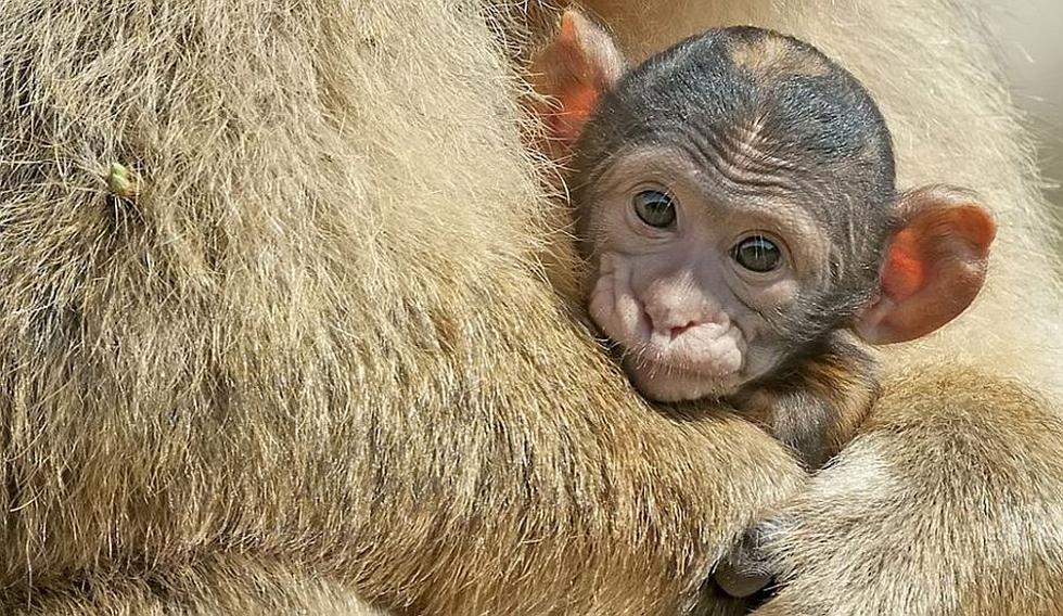 Un pequeño macaco de Gibraltar se abraza a su madre en el zoológico de Erfurt, Alemania.