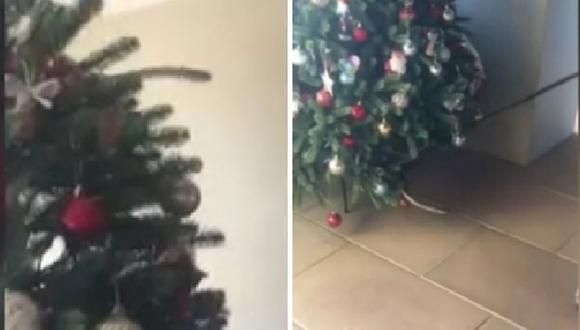 Los gatos de la familia Wild en Sudáfrica notaron que había algo dentro del árbol y luego Rob y Marcela Wild descubrieron la peligrosa serpiente. (Foto: YouTube CNN)