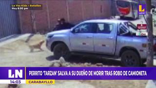 Carabayllo: Perrito “Tarzán” salva de morir a su dueño tras asalto a una camioneta