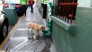 ¡Gran iniciativa! En Tacna instalan dispensadores de comida y agua para perros abandonados