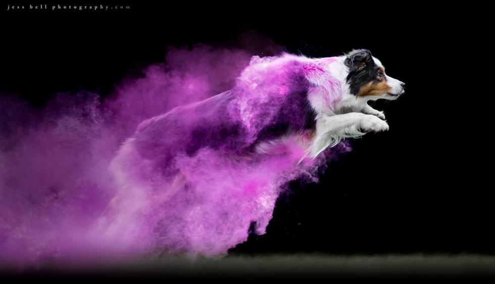 Cohen, el perro de raza Pastor Australiano en acción. (Fotos: Jess Bell Photography en Facebook)