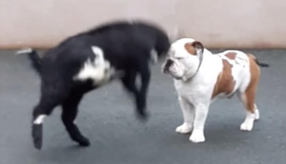 Cabra bebé ataca furiosamente a un bulldog y éste la mira sin entender nada. El video es viral en redes sociales. (YouTube)