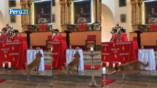 Perrito callejero se roba pan en plena misa en Colombia [VIDEO]