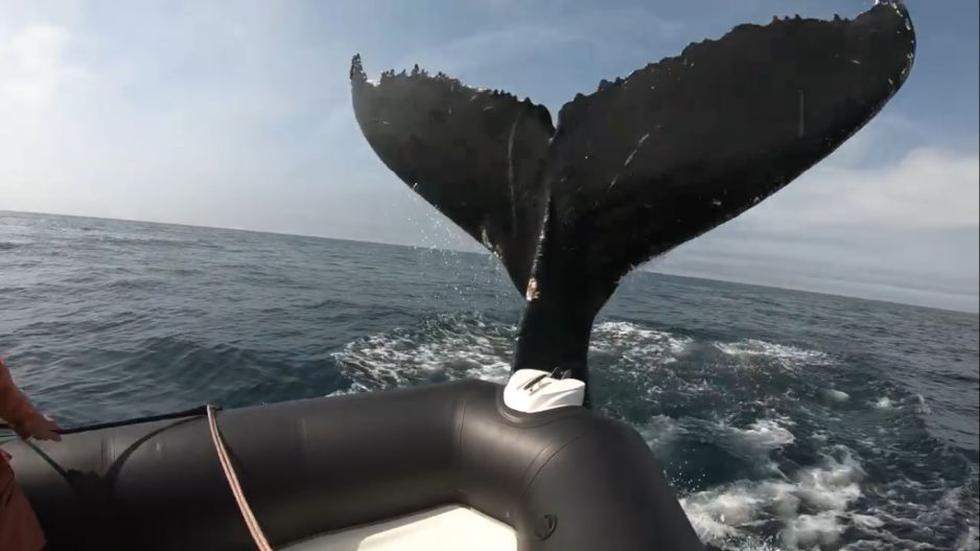 Unos turistas se encontraban navegando por el mar de Canadá cuando una ballena apareció. (YouTube)