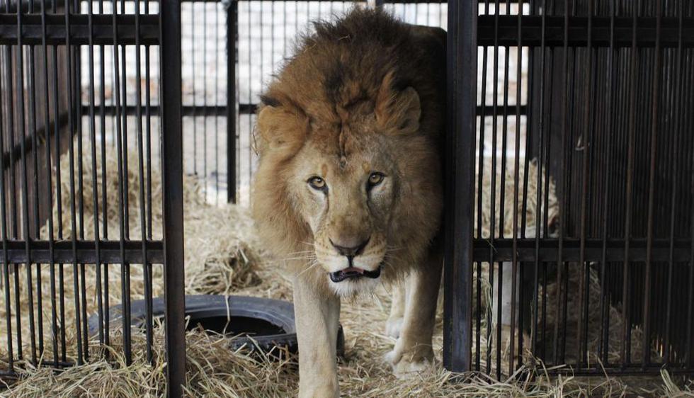 ‘Rey’ es uno de los leones rescatados. (Enrique Castro-Mendivil/Reuters)