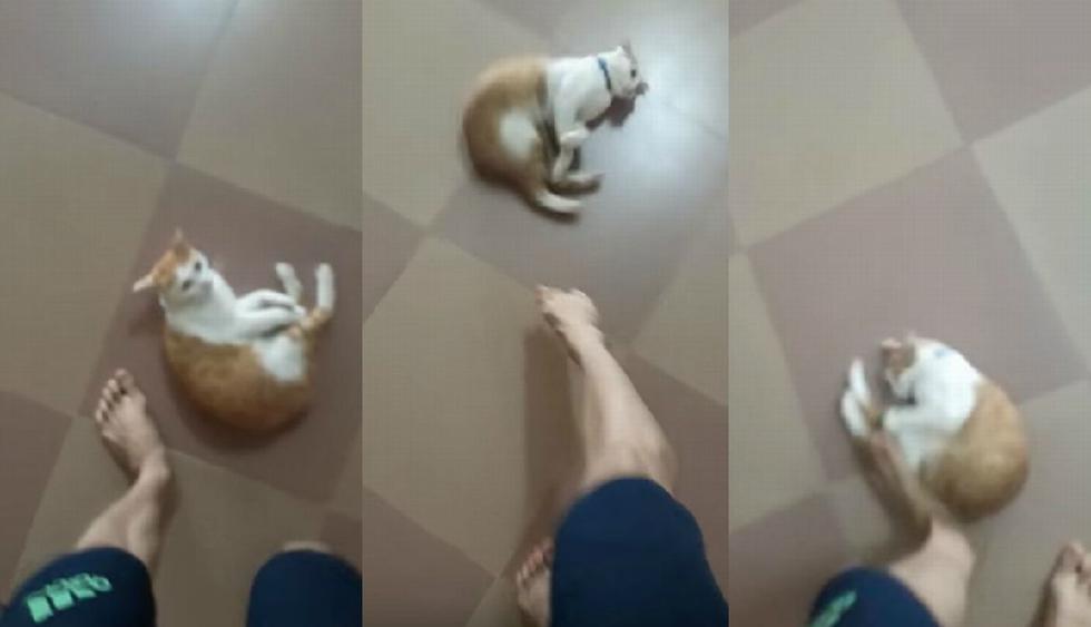 El gato se echa en el piso de la sala de una casa y actúa como si fuera una 'pelota'. (YouTube: ViralHog)