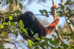 Mono choro de cola amarilla: una especie peruana que se pensó extinta hasta 1974