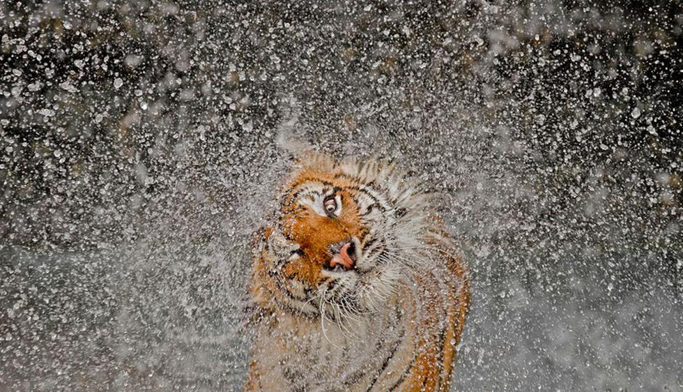 Un tigre sacudiéndose el agua en el zoológico de Khao Kheow (Tailandia) se llevó el primer premio en el concurso anual de fotografía de National Geographic. La foto es de Ashley Vincent. (National Geographic)