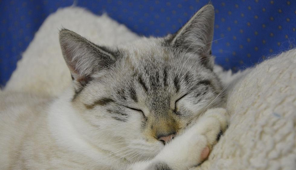 Al parecer, su accionar correspondería al sueño de la pequeña felina. (Pixabay / JACLOU-DL)