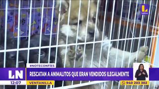 Ventanilla: Rescatan a perritos mal alimentados que iban a ser vendidos ilegalmente