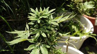 EEUU: Granjero subastará casi una tonelada de marihuana