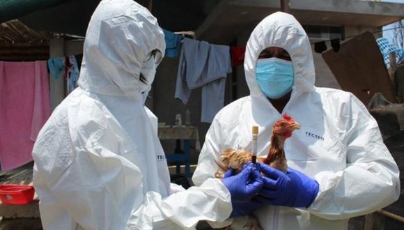 Alerta por gripe aviar en La Libertad. (Foto: Senasa)