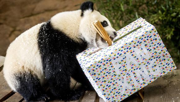 En esta foto de archivo tomada el 1 de mayo de 2022, el panda gigante Fan Xing celebra su segundo cumpleaños en el zoológico Ouwehands, en Rhenen. (AFP)