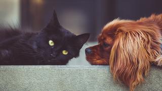 Ten en cuenta estos seis consejos para cuidar tu visión si tienes mascotas