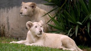 Zoológico de Huachipa acoge por primera vez a dos leones blancos [FOTOS]