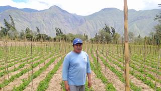 Aníbal Chávez, agricultor: “Necesitamos capacitarnos para exportar el holantao”