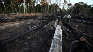EE.UU. tomaría medidas contra Perú por indiscriminada tala de árboles en la Amazonía