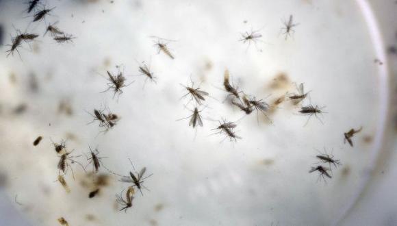 Zika: Colombia alcanza casi 70,000 infectados por el virus. (AP)