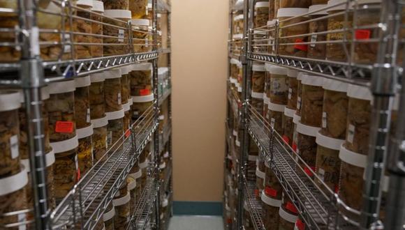 La llamativa colección de cerebros fue encontrada en Dinamarca./ Foto: Reuters