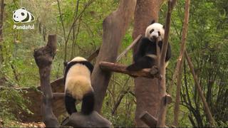 ¿De qué forma habitan los pandas gigantes en China?